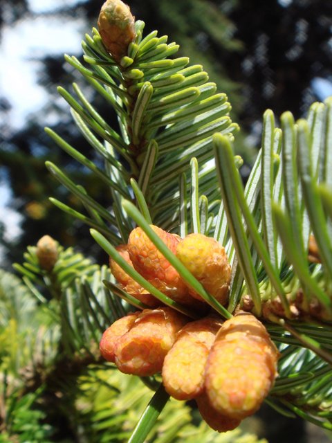 Abies alba fleur